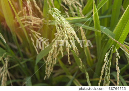 Close up of rice growing in a paddy field. Agriculture in China, Taiwan Close up of rice growing in a paddy field. Agriculture in China, Taiwan 88764513