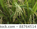 Close up of rice growing in a paddy field. Agriculture in China, Taiwan 88764514