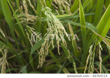 Close up of rice growing in a paddy field. Agriculture in China, Taiwan Close up of rice growing in a paddy field. Agriculture in China, Taiwan 88764514