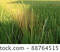 Close up of rice growing in a paddy field. Agriculture in China, Taiwan 88764515
