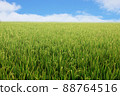 Blue sky and rice paddy 88764516