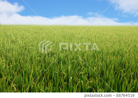 Blue sky and rice paddy Blue sky and rice paddy 88764516