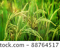 Close up of rice growing in a paddy field. Agriculture in China, Taiwan 88764517