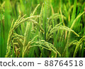 Close up of rice growing in a paddy field. Agriculture in China, Taiwan 88764518