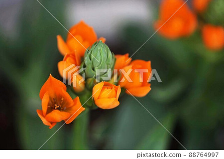 Bull Vinella Cat's Tail Flower Bull Vinella Cat's Tail Flower 88764997