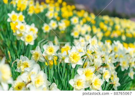 Narcissus on Kozenji Street in Minami Shinshu [Nagano Prefecture] 88765067