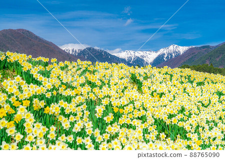 Narcissus on Kozenji Street in Minami Shinshu [Nagano Prefecture] 88765090