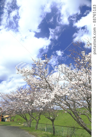 Cherry blossoms under the blue sky 88765183