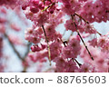 Weeping cherry blossoms blooming in the spring sunshine 88765603