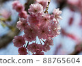 Weeping cherry blossoms blooming in the spring sunshine 88765604