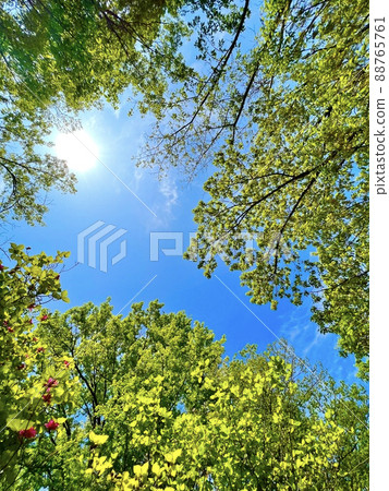 明亮的新鮮綠樹和清新的藍天 88765761