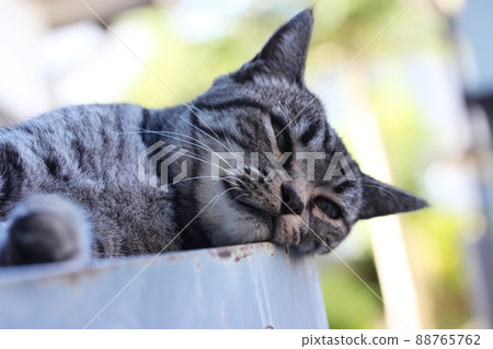 A stray cat that looks sleepy in the sun 88765762