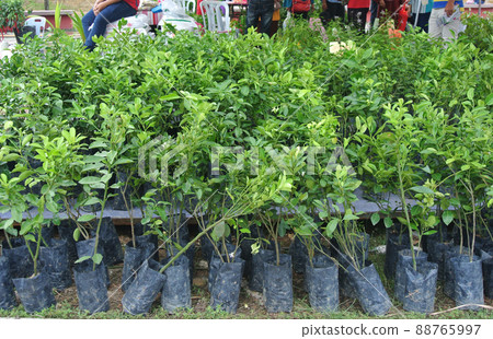 Small calamondin or citrus microcarpa plant in black poly bag. Local south east Asian called it Limau Kasturi. Small calamondin or citrus microcarpa plant in black poly bag. Local south east Asian called it Limau Kasturi. 88765997