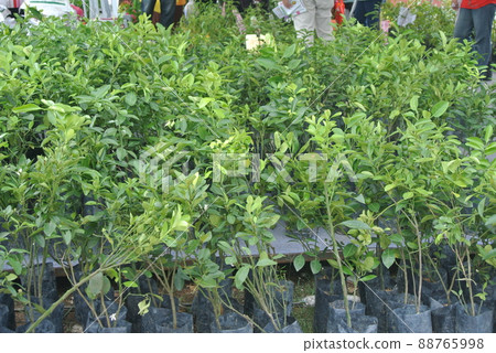 Small calamondin or citrus microcarpa plant in black poly bag. Local south east Asian called it Limau Kasturi. Small calamondin or citrus microcarpa plant in black poly bag. Local south east Asian called it Limau Kasturi. 88765998