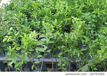 Small calamondin or citrus microcarpa plant in black poly bag. Local south east Asian called it Limau Kasturi. Small calamondin or citrus microcarpa plant in black poly bag. Local south east Asian called it Limau Kasturi. 88765999