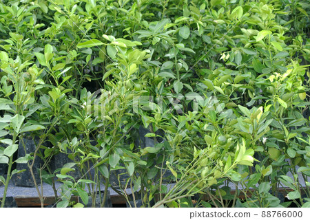 Small calamondin or citrus microcarpa plant in black poly bag. Local south east Asian called it Limau Kasturi.  88766000