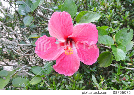 MALACCA, MALAYSIA -MARCH 29, 2017: Hibiscus rosa-sinensis or is a genus of flowering plants in the mallow family, Malvaceae. It was a Malaysian national flower call Bunga Raya. MALACCA, MALAYSIA -MARCH 29, 2017: Hibiscus rosa-sinensis or is a genus of flowering plants in the mallow family, Malvaceae. It was a Malaysian national flower call Bunga Raya. 88766075
