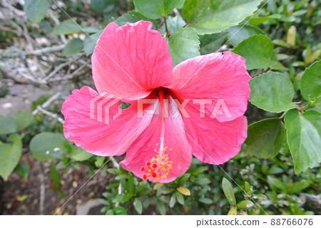 MALACCA, MALAYSIA -MARCH 29, 2017: Hibiscus rosa-sinensis or is a genus of flowering plants in the mallow family, Malvaceae. It was a Malaysian national flower call Bunga Raya. MALACCA, MALAYSIA -MARCH 29, 2017: Hibiscus rosa-sinensis or is a genus of flowering plants in the mallow family, Malvaceae. It was a Malaysian national flower call Bunga Raya. 88766076