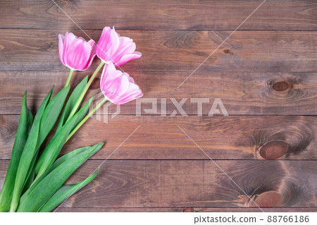Beautiful pink white tulips on dark brown wooden background, horizontal, copy space, top view Beautiful pink white tulips on dark brown wooden background, horizontal, copy space, top view 88766186