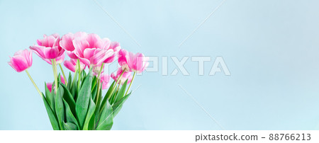 Beautiful pink white tulips on blue background banner, horizontal, copy space Beautiful pink white tulips on blue background banner, horizontal, copy space 88766213
