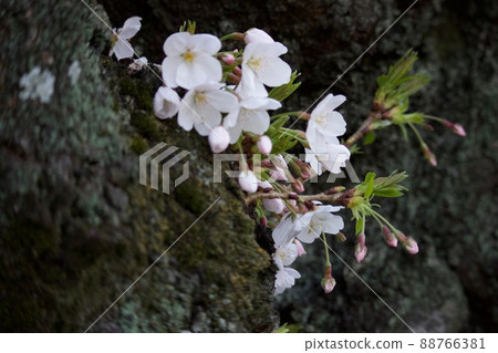 Cherry blossoms blooming from trunk Cherry blossoms blooming from trunk 88766381