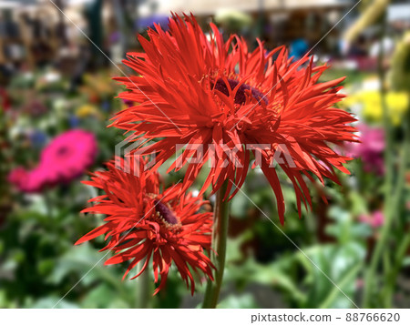 Decorative terry red gerbera flower 88766620