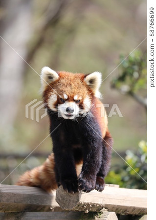 【福井縣鯖江市西山動物園3月】小熊貓從木屋出發 88766699