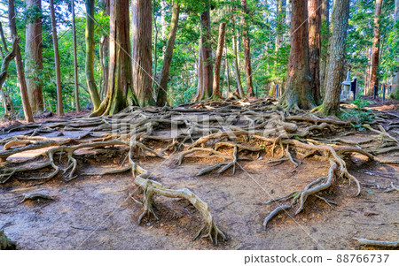 Kinone Michi of Kuramayama, Kyoto 88766737