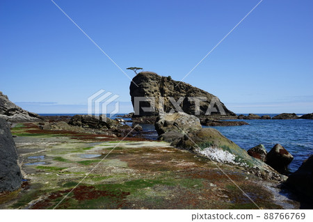 Spring Moshi Coast 88766769