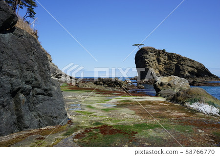 Spring Moshi Coast 88766770