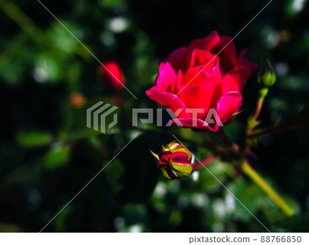 紅玫瑰花特寫 88766850