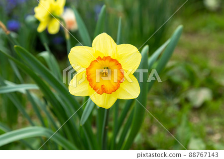 Close-up image of yellow daffodils 88767143