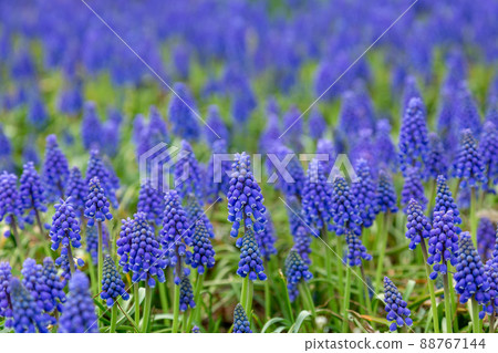 A bell-shaped bluish-purple and cute Muscari herd 88767144