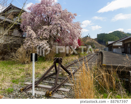 Weeping cherry blossoms at Ise-Okitsu Station on the Meisho Line Weeping cherry blossoms at Ise-Okitsu Station on the Meisho Line 88767397