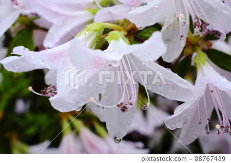 Ryukyu azalea decorating raindrops 88767489