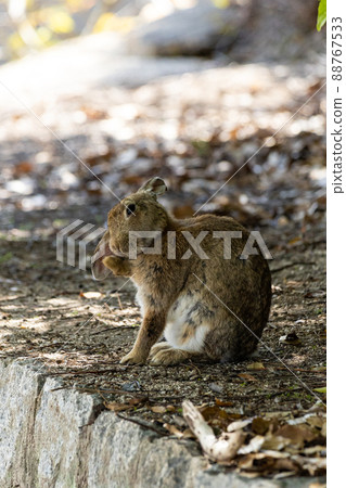 EOSRP. Hiroshima Okunoshima，一隻關心美容的兔子。 88767533