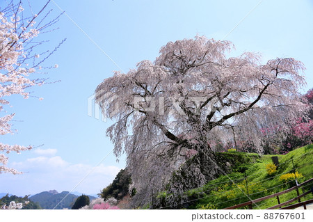 Matabe-Ezakura in full bloom Matabe-Ezakura in full bloom 88767601