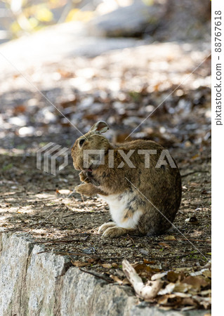 EOSRP. Hiroshima Okunoshima, a licking rabbit. EOSRP. Hiroshima Okunoshima, a licking rabbit. 88767618