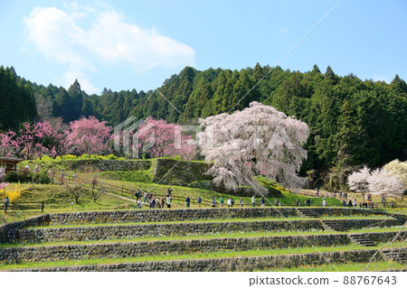 Matabe-Ezakura in full bloom 88767643