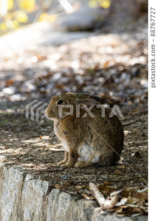 EOSRP.廣島奧之島,耳朵存儲。 EOSRP.廣島奧之島,耳朵存儲。 88767727