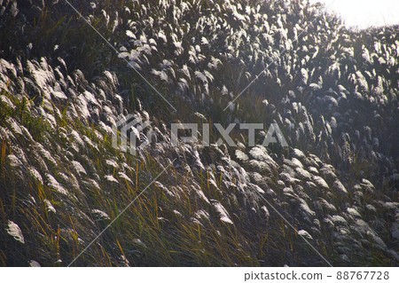 [神奈川縣]箱根仙石原薄野草甸 88767728