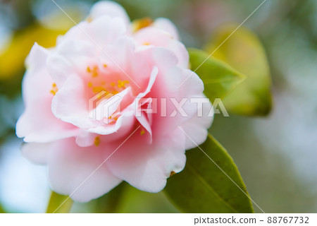 Pale pink camellia flower 88767732