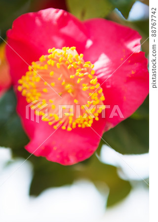 red camellia flower 88767742