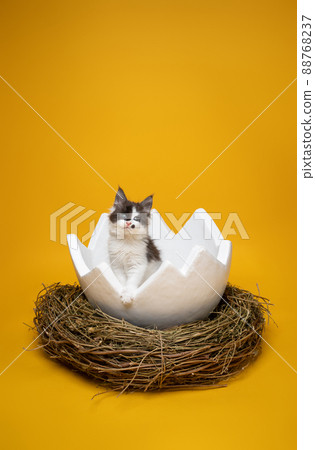 cute maine coon kitten inside of easter egg on yellow background with copy space 88768237