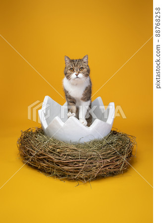 cat inside of white easter egg on yellow background with copy space 88768258