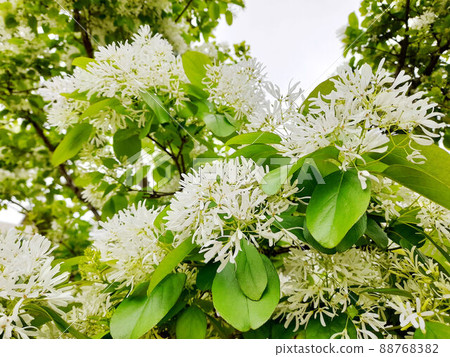 Flower and fruit plant 88768382