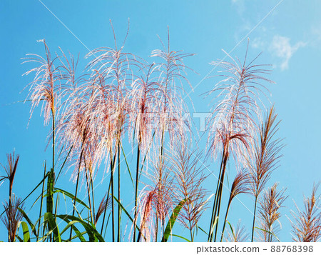 Flower and fruit plant 88768398