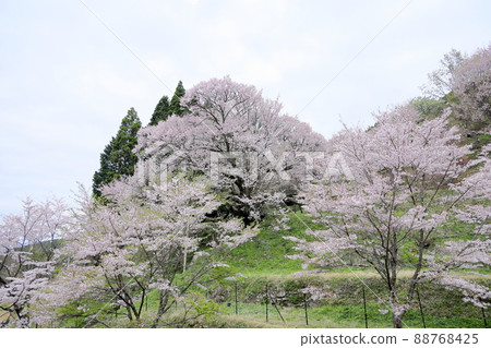 Buddha Ryuji Millennium Cherry Blossoms Buddha Ryuji Millennium Cherry Blossoms 88768425