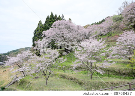 Buddha Ryuji Millennium Cherry Blossoms 88768427