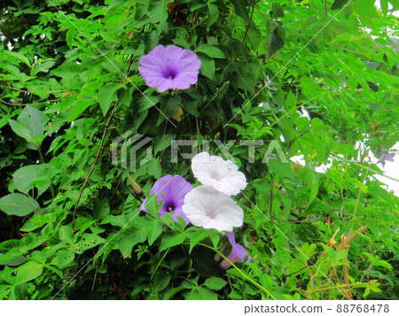 Flower and fruit plant Flower and fruit plant 88768478